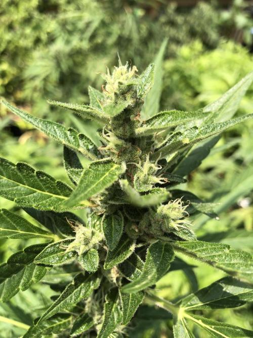 OG Kush Auto Outdoor Spring 26". Week 7