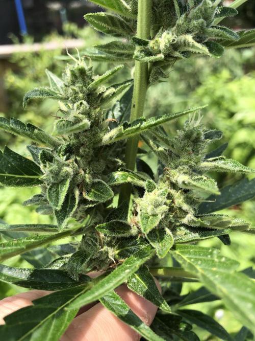 OG Kush Auto Outdoor Spring 26". Week 7