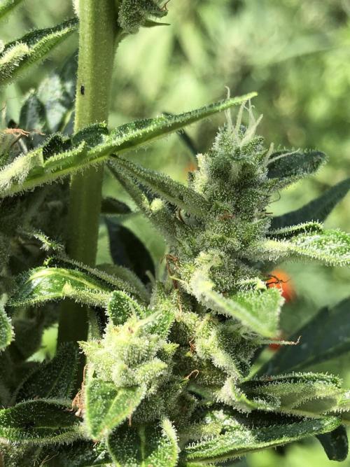 OG Kush Auto Outdoor Spring 26". Week 7