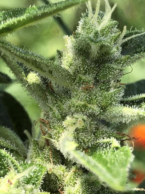 OG Kush Auto Outdoor Spring 26". Week 7