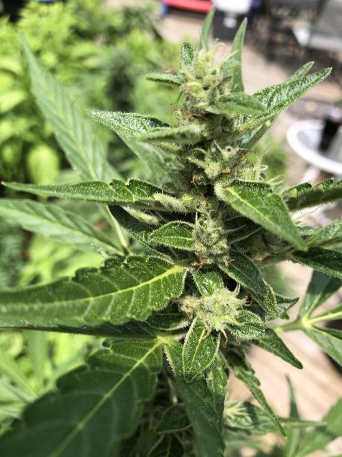 OG Kush Auto Outdoor Spring 26". Week 7