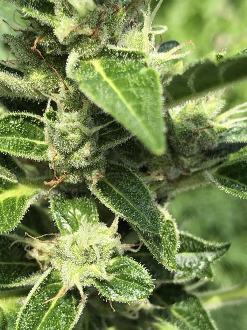 OG Kush Auto Outdoor Spring 26". Week 7