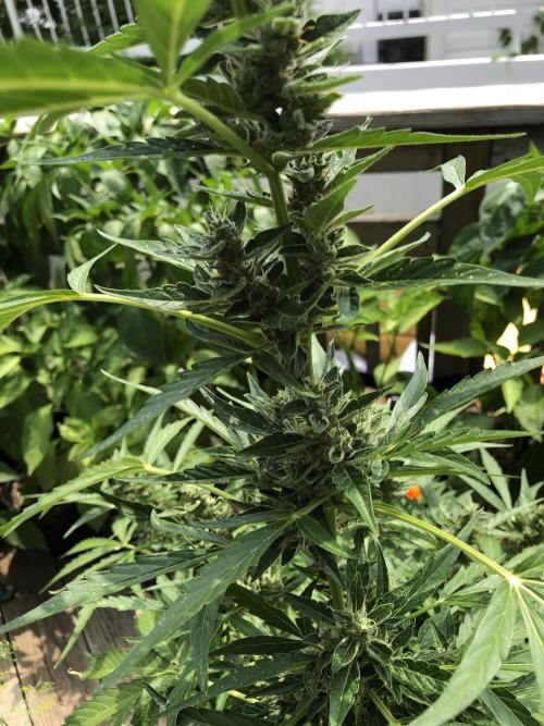 OG Kush Auto Outdoor Spring 26". Week 7