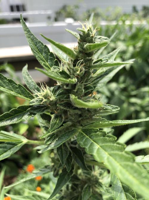 OG Kush Auto Outdoor Spring 26". Week 7