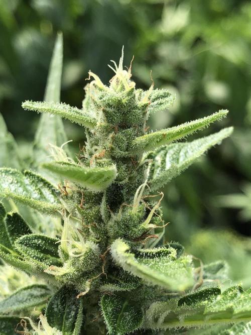 OG Kush Auto Outdoor Spring 26". Week 7