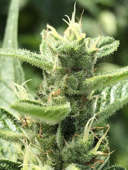 OG Kush Auto Outdoor Spring 26". Week 7