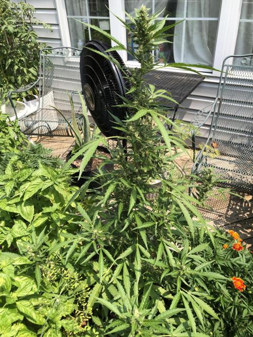 OG Kush Auto Outdoor Spring 26". Week 7