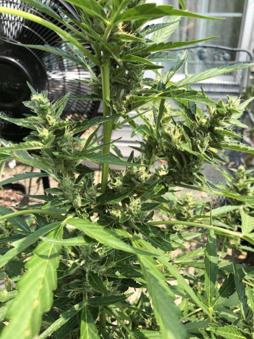 OG Kush Auto Outdoor Spring 26". Week 7