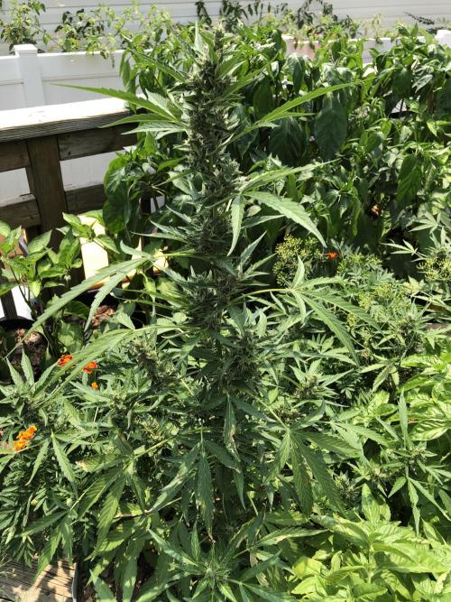 OG Kush Auto Outdoor Spring 26". Week 7