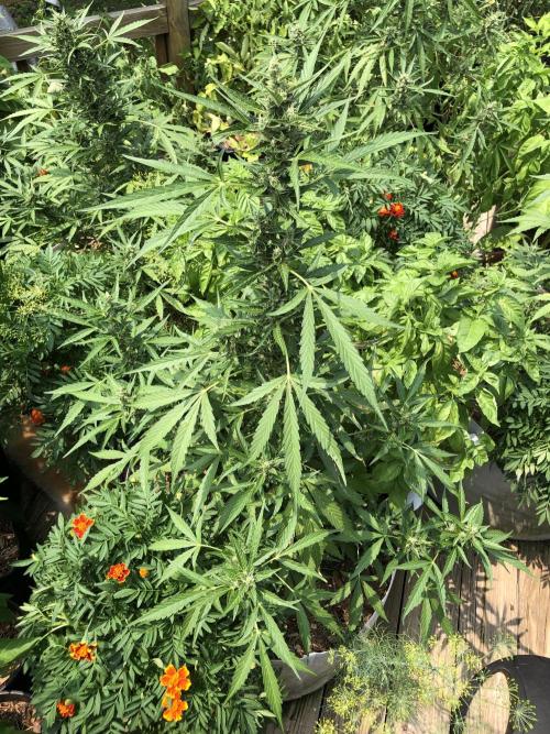 OG Kush Auto Outdoor Spring 26". Week 7