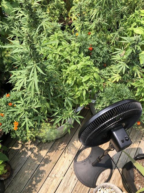 OG Kush Auto Outdoor Spring 26". Week 7