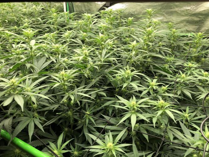 White Domina Kannabia Indoor Spring 26. Week 13