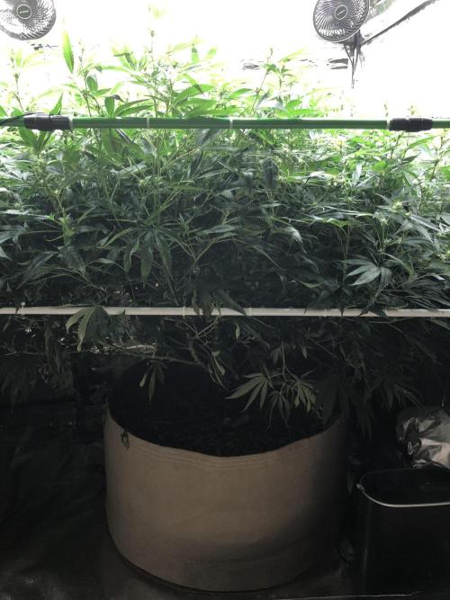 White Domina Kannabia Indoor Spring 26. Week 13
