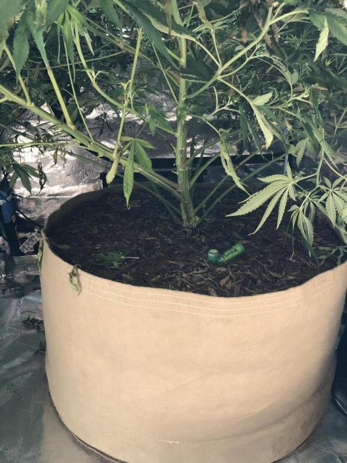 White Domina Kannabia Indoor Spring 26. Week 13