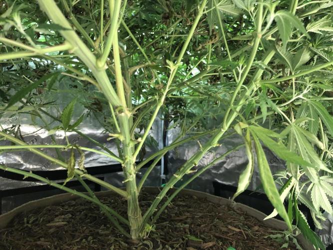 White Domina Kannabia Indoor Spring 26. Week 13