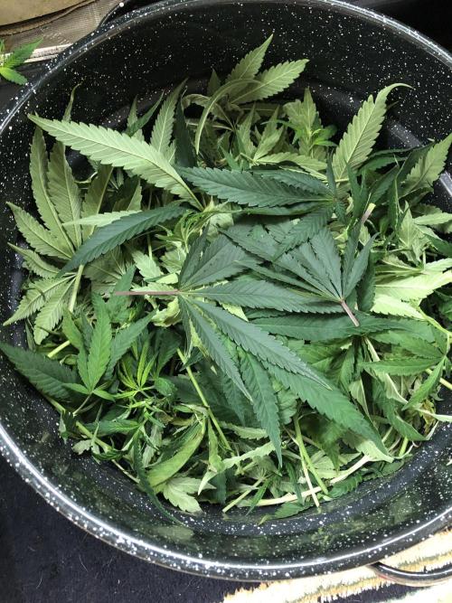 White Domina Kannabia Indoor Spring 26. Week 13