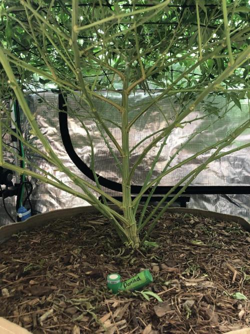 White Domina Kannabia Indoor Spring 26. Week 13
