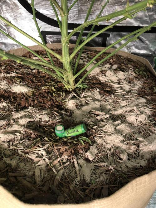 White Domina Kannabia Indoor Spring 26. Week 13