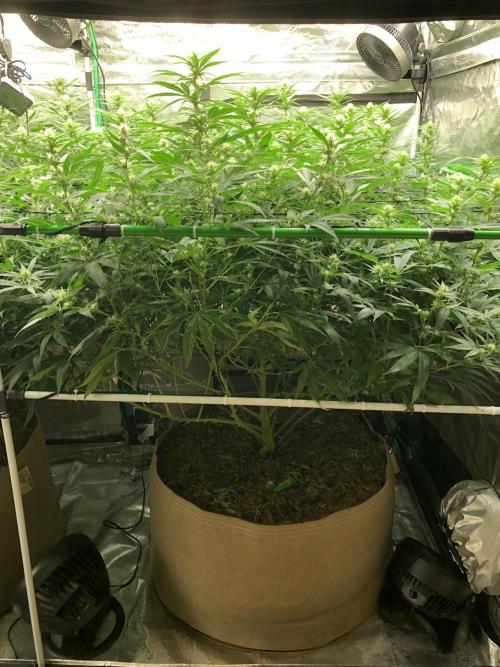 White Domina Kannabia Indoor Spring 26. Week 13