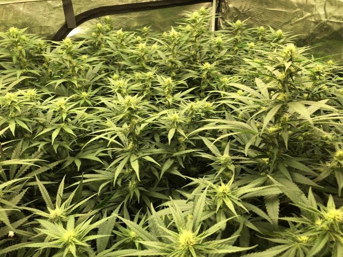 White Domina Kannabia Indoor Spring 26. Week 13