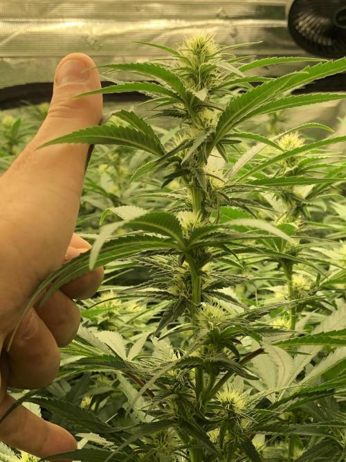 White Domina Kannabia Indoor Spring 26. Week 13
