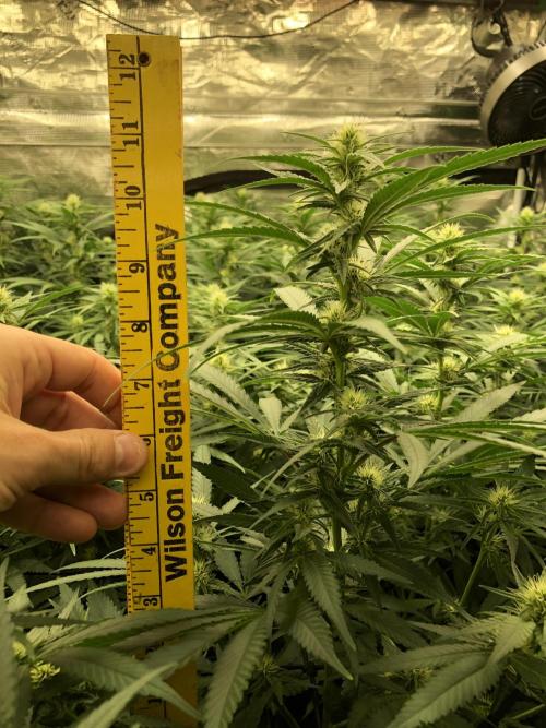 White Domina Kannabia Indoor Spring 26. Week 13