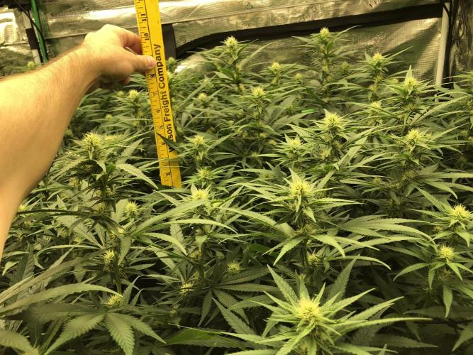 White Domina Kannabia Indoor Spring 26. Week 13