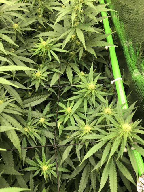White Domina Kannabia Indoor Spring 26. Week 13