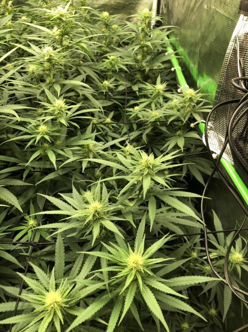 White Domina Kannabia Indoor Spring 26. Week 13