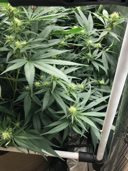 White Domina Kannabia Indoor Spring 26. Week 13