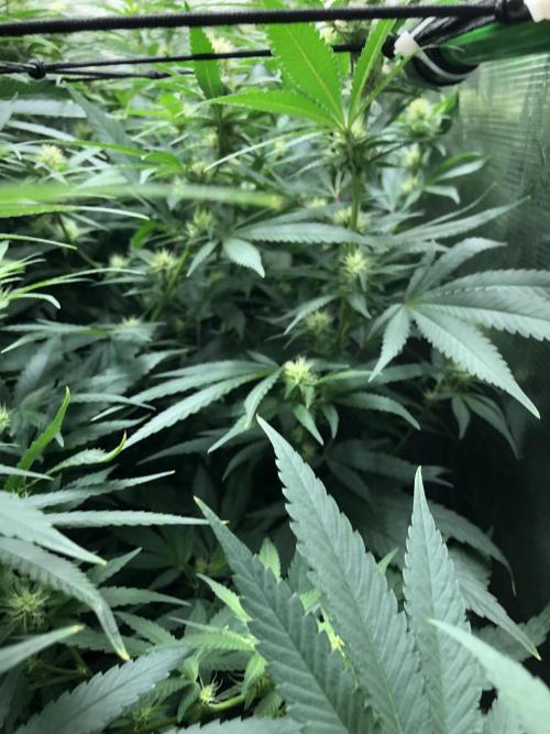 White Domina Kannabia Indoor Spring 26. Week 13