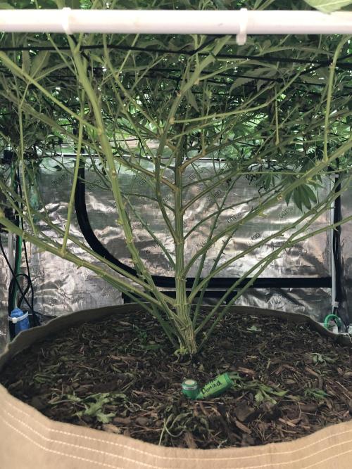 White Domina Kannabia Indoor Spring 26. Week 13