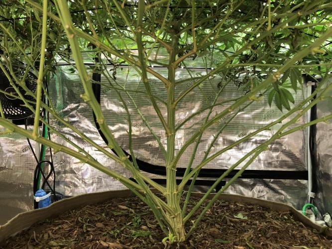 White Domina Kannabia Indoor Spring 26. Week 13