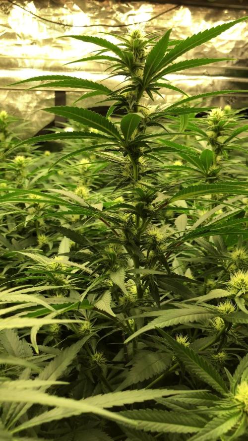 White Domina Kannabia Indoor Spring 26