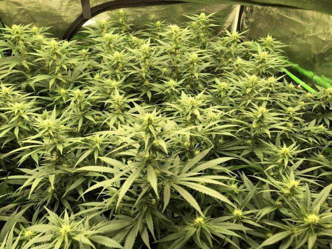 White Domina Kannabia Indoor Spring 26. Week 13