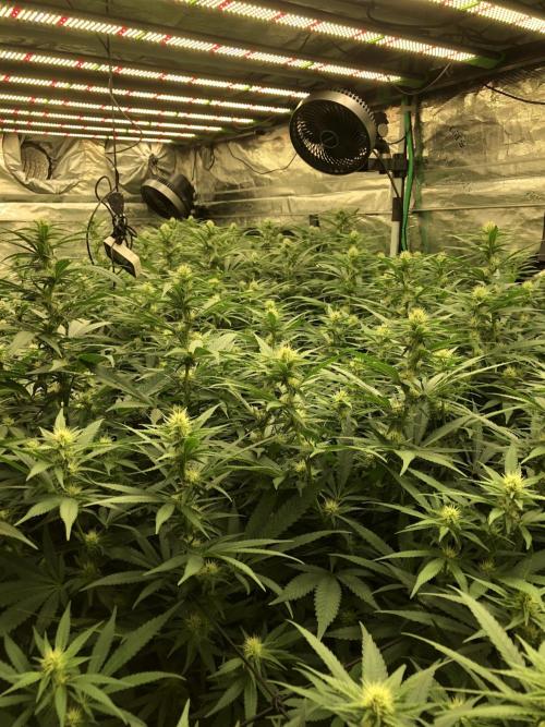 White Domina Kannabia Indoor Spring 26. Week 13