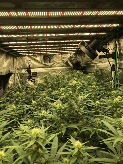 White Domina Kannabia Indoor Spring 26. Week 13