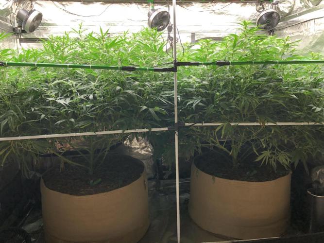 Critical Purple Kush Seedsman Indoor. Week 13