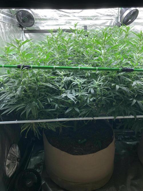 Critical Purple Kush Seedsman Indoor. Week 13