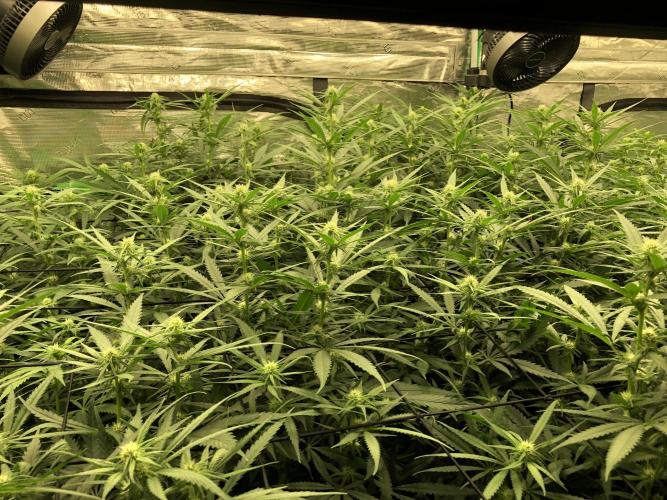 Critical Purple Kush Seedsman Indoor. Week 13