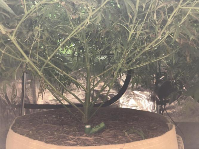 Critical Purple Kush Seedsman Indoor. Week 13