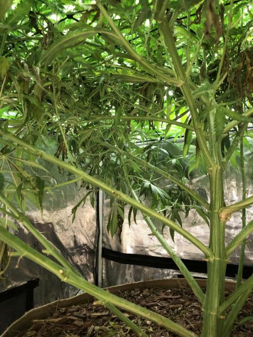 Critical Purple Kush Seedsman Indoor. Week 13