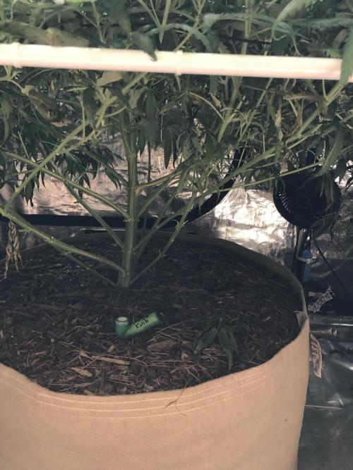 Critical Purple Kush Seedsman Indoor. Week 13