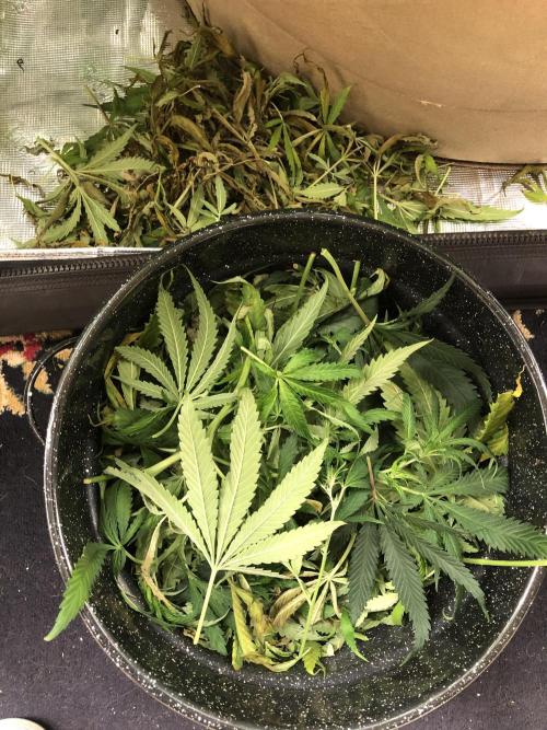 Critical Purple Kush Seedsman Indoor. Week 13