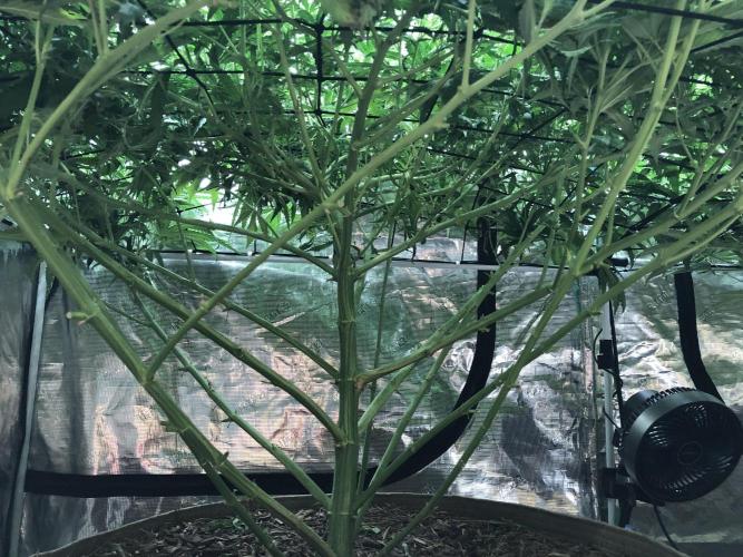 Critical Purple Kush Seedsman Indoor. Week 13