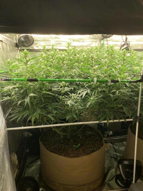 Critical Purple Kush Seedsman Indoor. Week 13