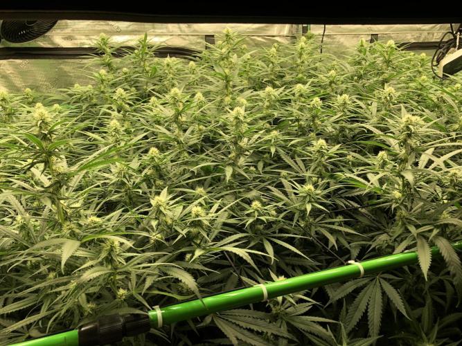 Critical Purple Kush Seedsman Indoor. Week 13