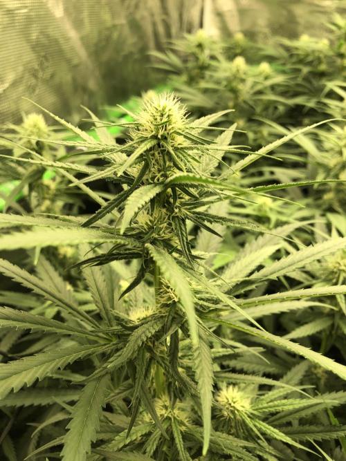 Critical Purple Kush Seedsman Indoor. Week 13