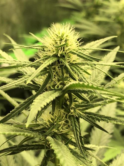 Critical Purple Kush Seedsman Indoor. Week 13