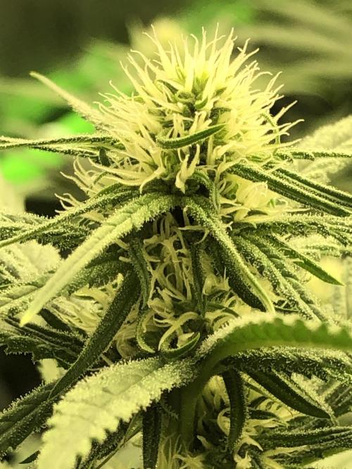 Critical Purple Kush Seedsman Indoor. Week 13